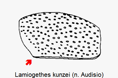 lamiogethes_kunzei_hsch.gif