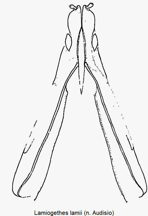 lamiogethes_lamii_ovi.gif