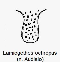 lamiogethes_ochropus_vbr.gif