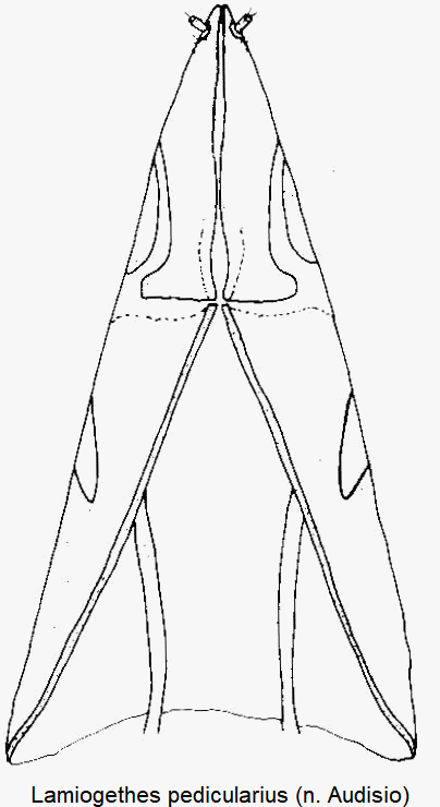 lamiogethes_pedicularius_ovi.gif