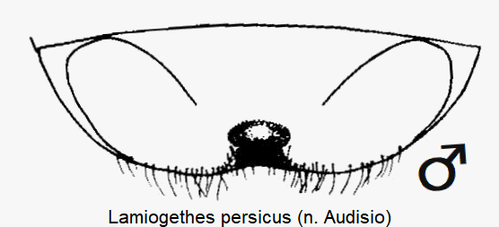 lamiogethes_persicus_ster.gif