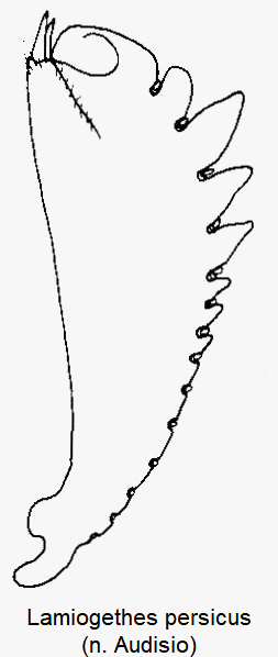 lamiogethes_persicus_vschn.gif