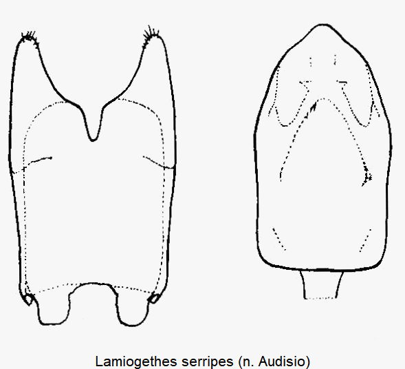 lamiogethes_serripes.gif