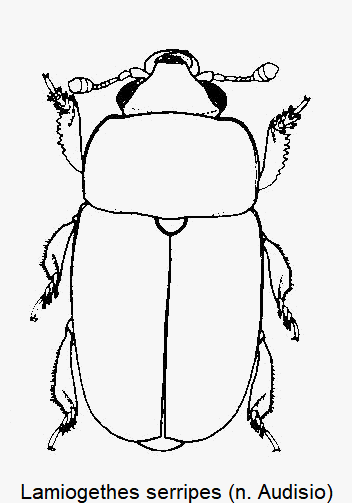 lamiogethes_serripes_hab.gif