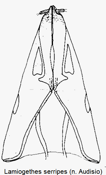 lamiogethes_serripes_ovi.gif