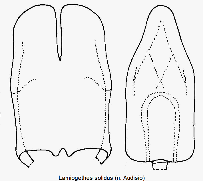 lamiogethes_solidus.gif
