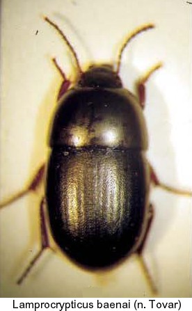 lamprocrypticus_baenai.jpg