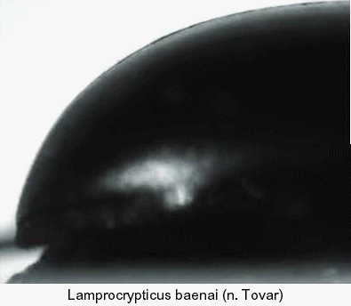 lamprocrypticus_baenai_apex.gif