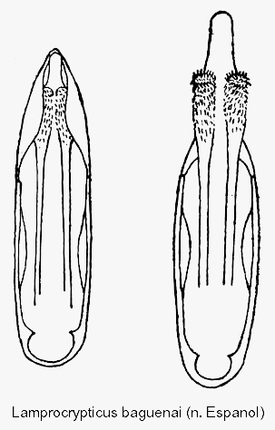 lamprocrypticus_baguenai_aed.gif