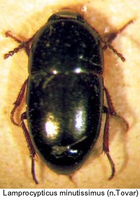 lamprocrypticus_minutissimus.jpg