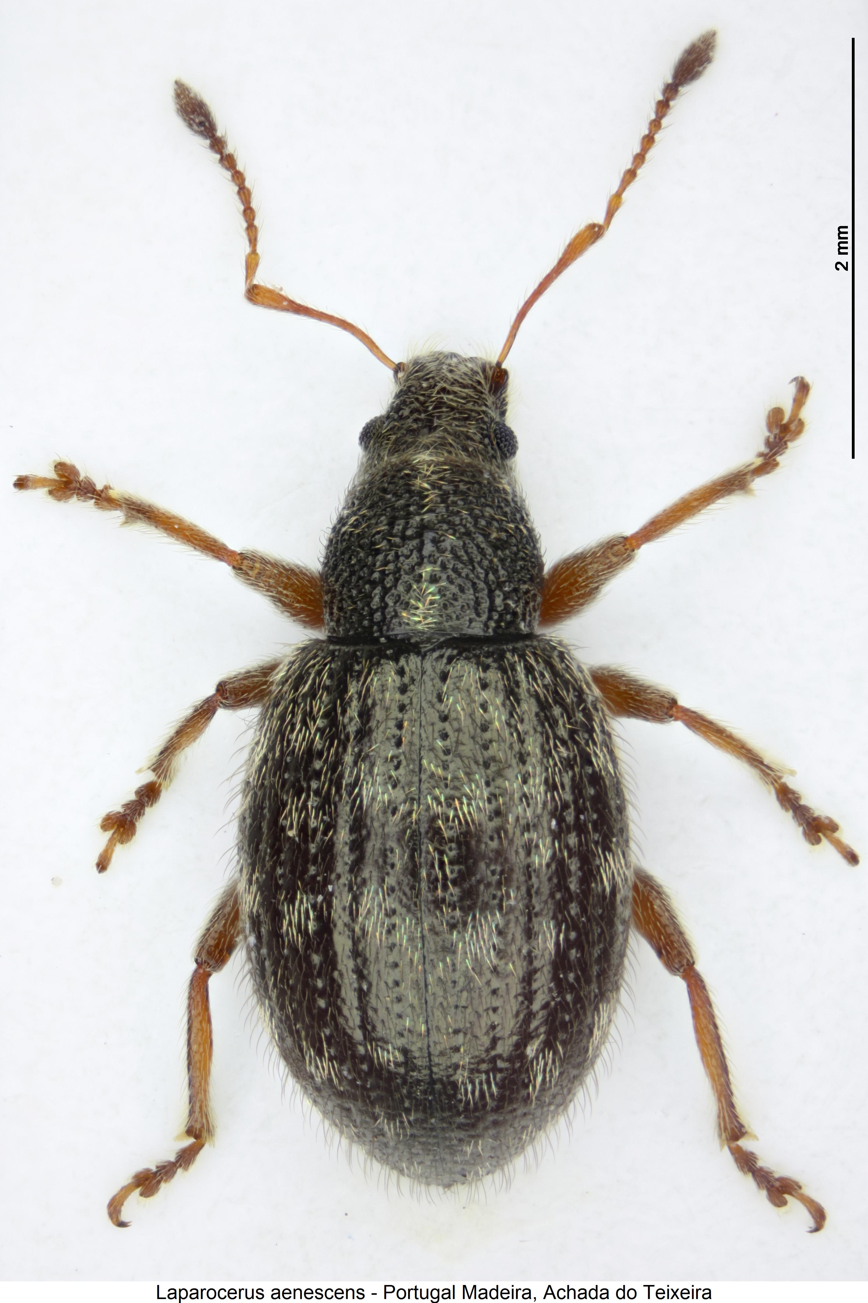 laparocerus_aenescens_hab.jpg