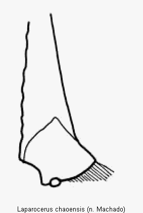 laparocerus_chaoensis_hschn.gif