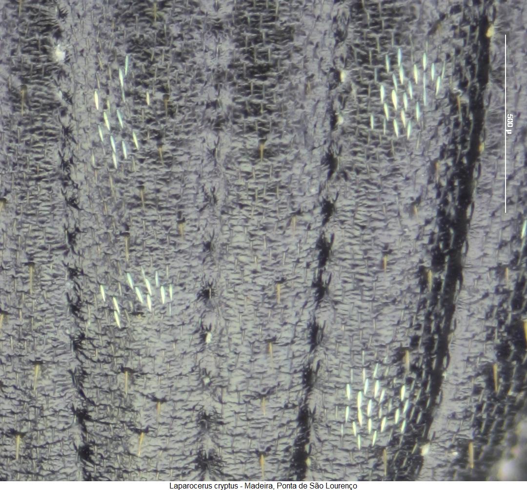 laparocerus_cryptus_fld.jpg