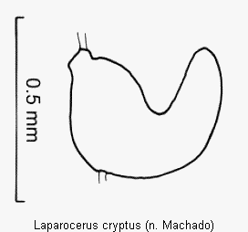 laparocerus_cryptus_sperm.gif