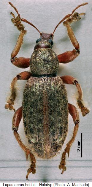 laparocerus_hobbit_hab.jpg