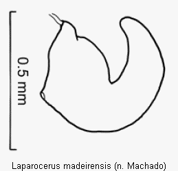 laparocerus_madeirensis_sperm.gif