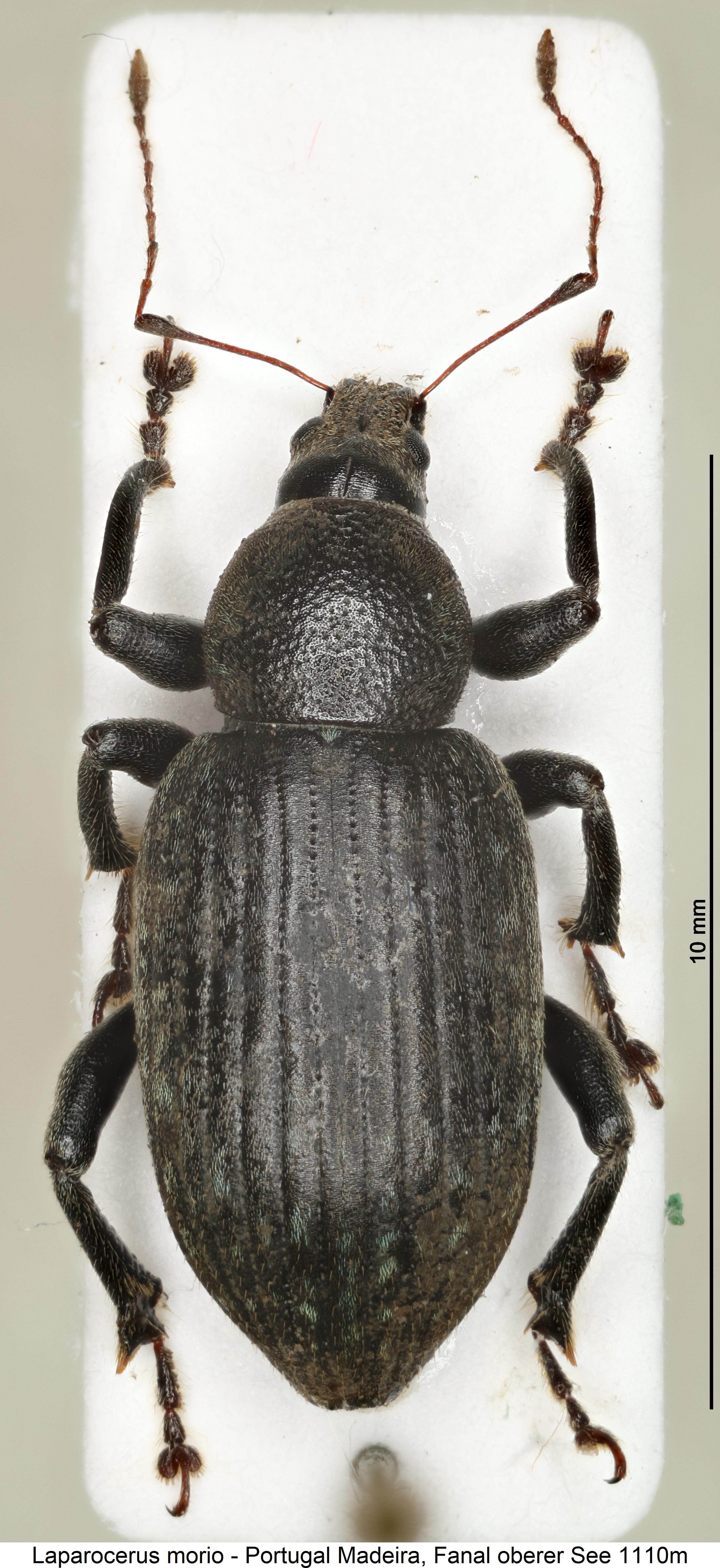 laparocerus_morio_hab.jpg