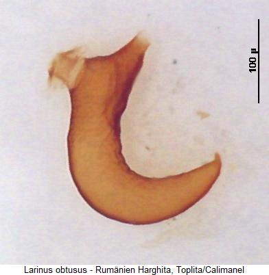 larinus_obtusus_sperm.jpg