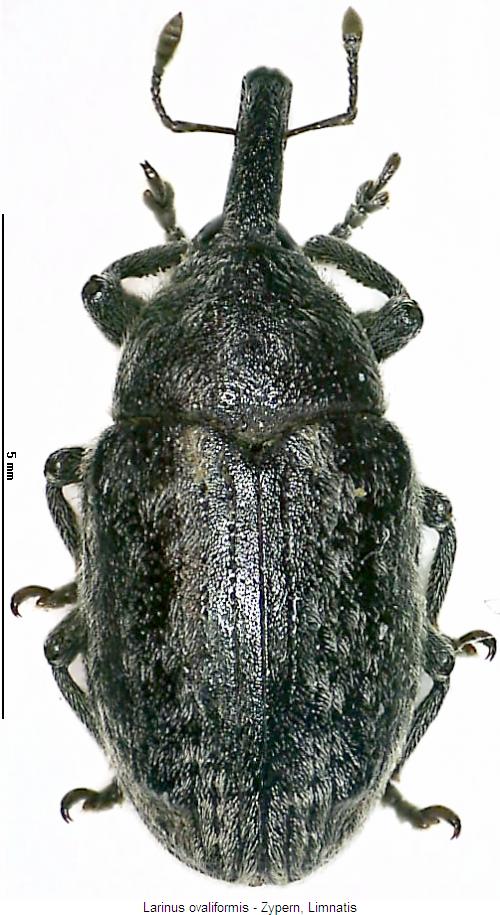 larinus_ovaliformis_hab.jpg