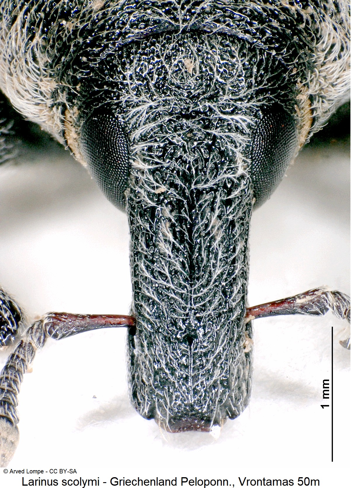 larinus_scolymi_ck32271066_k.jpg