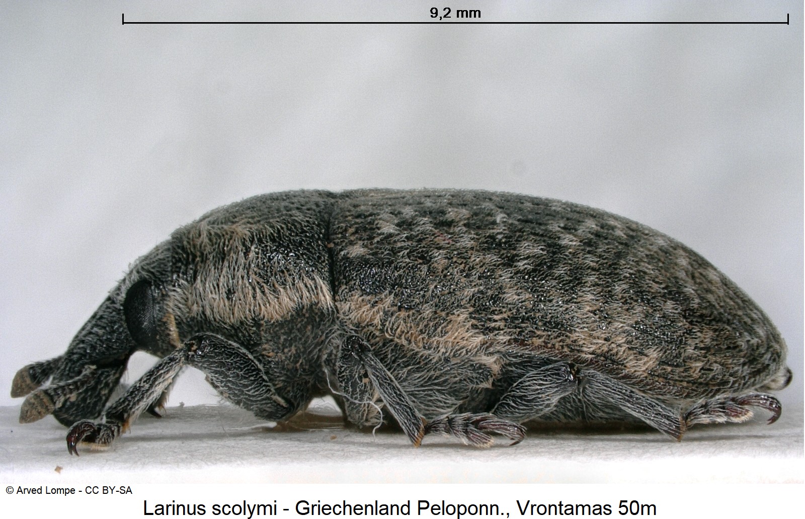 larinus_scolymi_ck32271066_sa.jpg
