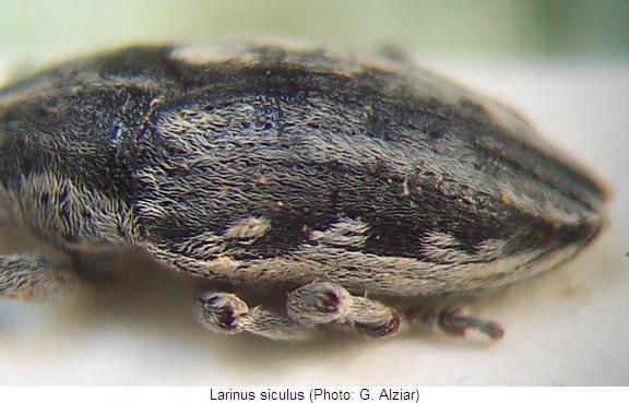 larinus_siculus_hlb.jpg