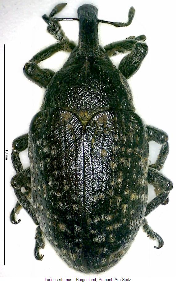 larinus_sturnus_hab.jpg