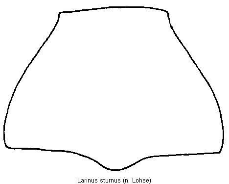 larinus_sturnus_hsch.gif