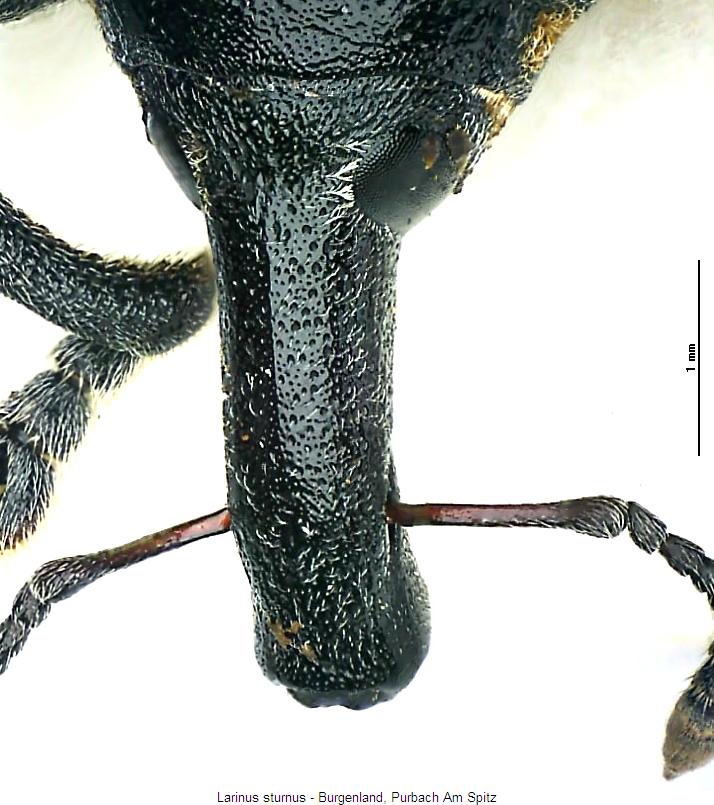 larinus_sturnus_k.jpg
