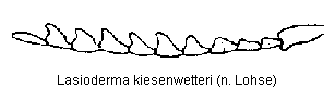lasioderma_kiesenwetteri_f.gif