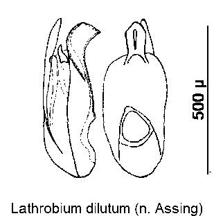 lathrobium_dilutum.gif