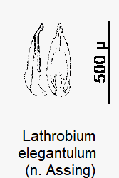 lathrobium_elegantulum.gif