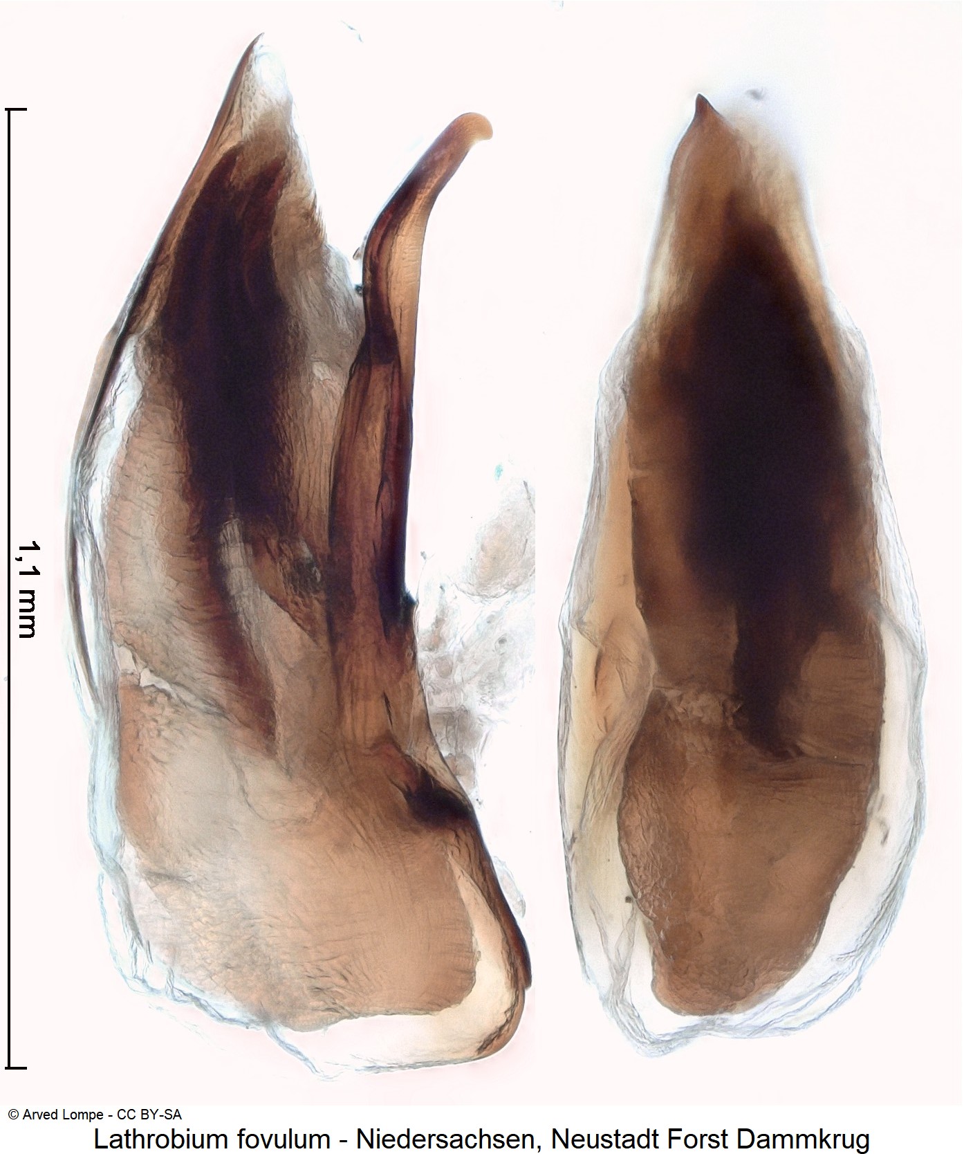 lathrobium_fovulum_ck31528480.jpg