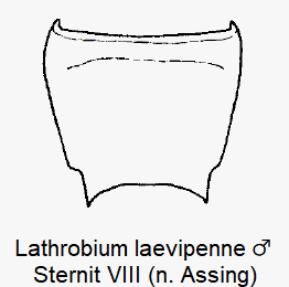 lathrobium_laevipenne_m_ster8.gif