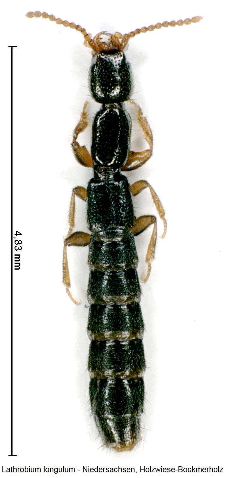 lathrobium_longulum_hab.jpg