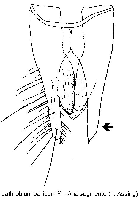 lathrobium_pallidum_w_ter.gif