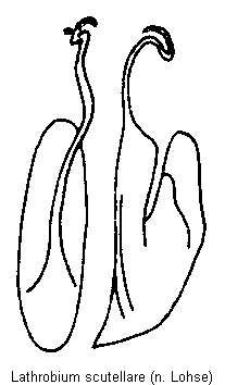 lathrobium_scutellare.gif