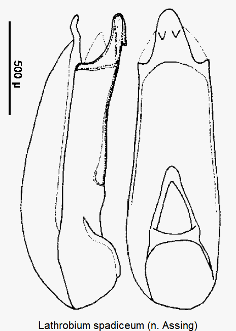lathrobium_spadiceum1.gif