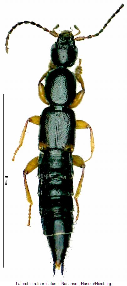 lathrobium_terminatum_hab.jpg