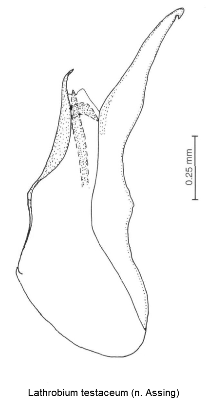 lathrobium_testaceum.gif
