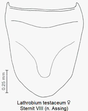 lathrobium_testaceum_w_ster8.gif