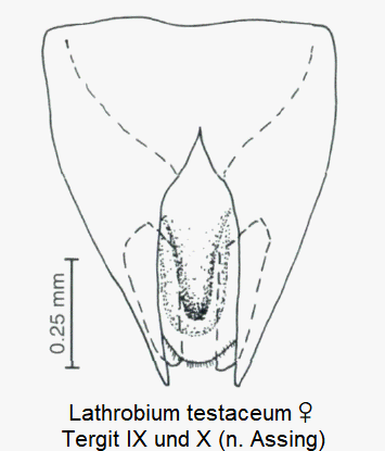 lathrobium_testaceum_w_ter.gif