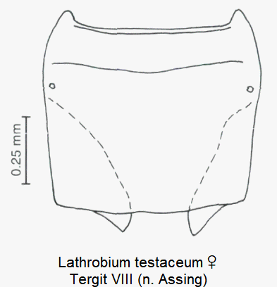 lathrobium_testaceum_w_ter8.gif