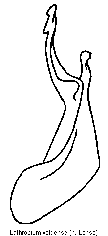 lathrobium_volgense.gif