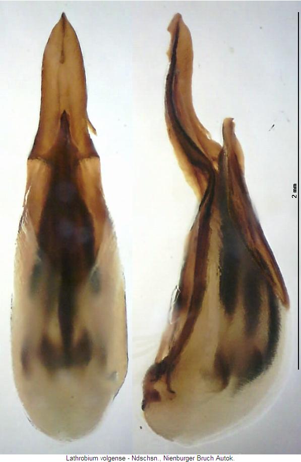 lathrobium_volgense.jpg