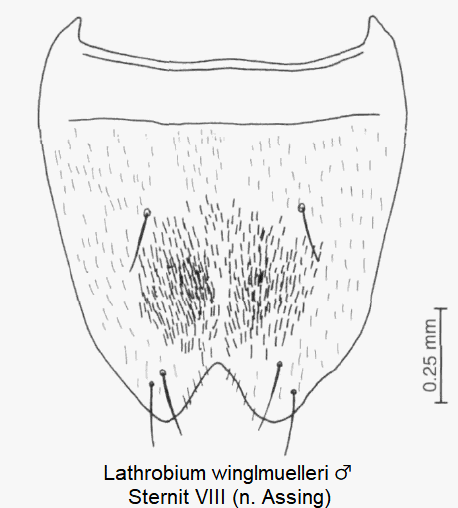 lathrobium_winglmuelleri_m_ster8.gif
