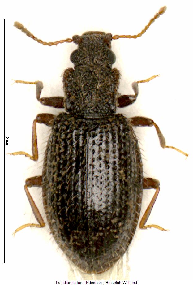 latridius_hirtus_hab.jpg