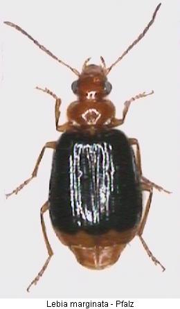 lebia_marginata_hab.jpg