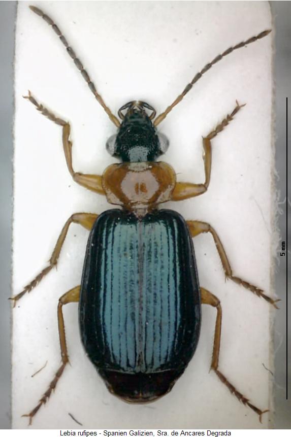 lebia_rufipes_hab.jpg