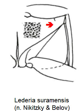 lederia_suramensis_hbr.gif